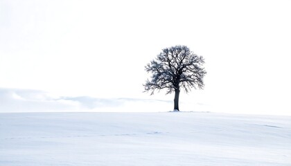 Fototapeta premium A solitary leafless tree stands against a vast, bright white backdrop of winter snow and sky. The scene is minimalist and serene