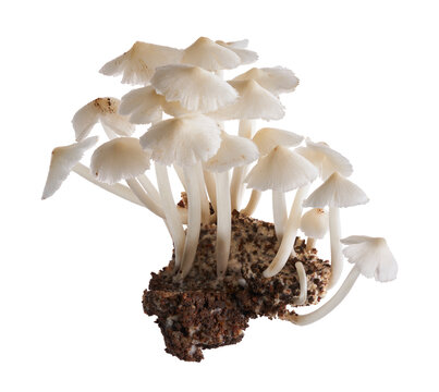 Cluster of Termitomyces microcarpus edible termite mushrooms, isolated on transparent background with clipping path. Ideal for mycology, foraging, tropical ecology and food concepts.