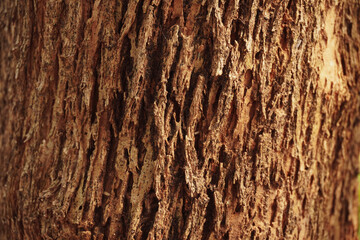 Crisp texture of natural tree bark illuminated by brilliant summer sunlight, showcasing highly detailed organic patterns perfect  © MothelifeStudio