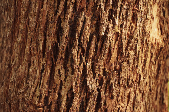 Crisp texture of natural tree bark illuminated by brilliant summer sunlight, showcasing highly detailed organic patterns perfect 