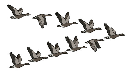 Migrating geese flying in a V-formation against white. © ahmad