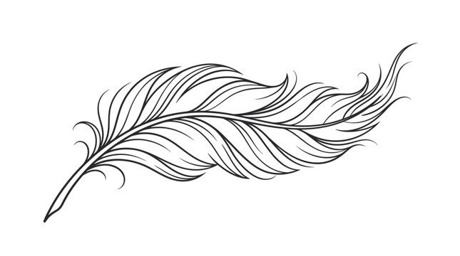 Elegant minimalist bird feather line art sketch