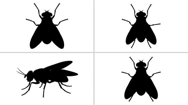 Fly Silhouette Collection Set with Multiple Insect Views for Vector Design