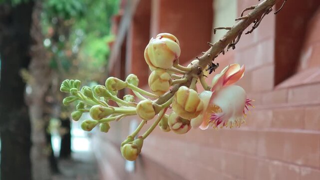 沙羅双樹」の写真素材 | 2,530件の無料イラスト画像 | Adobe Stock