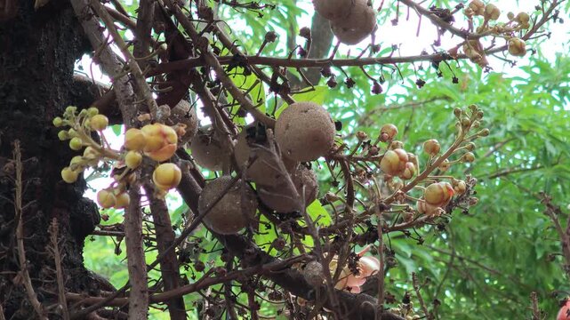 the fruit of the sal tree