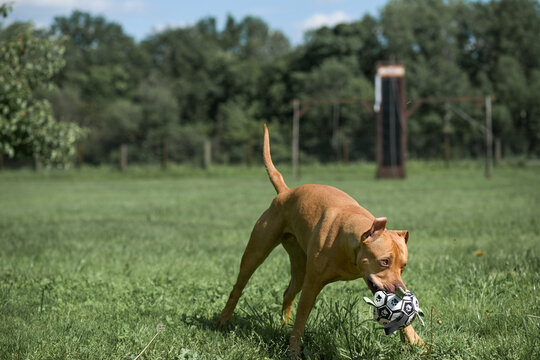 An American Pit Bull Terrier with a toy soccer ball in its mouth runs across a grassy field surrounded by trees in the background.