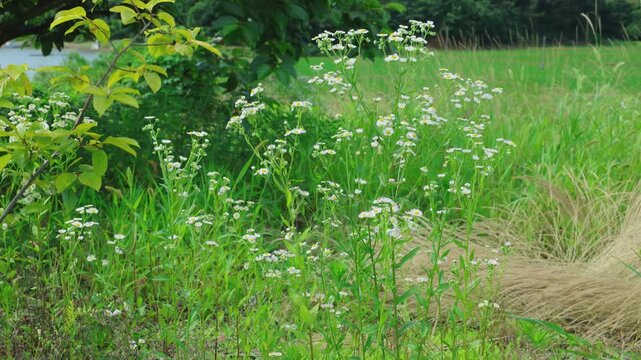 Daisy Fleabane Wildflowers Swaying Gently in the Breeze