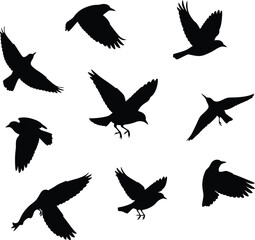 Obraz premium Black Birds Flying Silhouettes on White Background