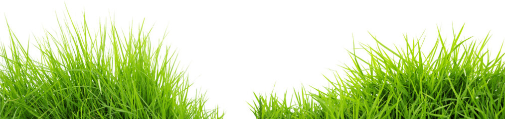Fototapeta premium Lush green grass tufts isolated on white background with isolated background botanical vegetation