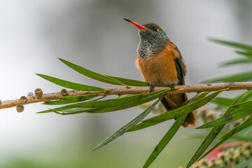 Obraz premium Close up of a hummingbird perched on a tree branch in Lima, Peru, with soft background and natural light.