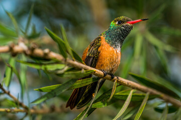 Obraz premium Peruvian Sheartail hummingbird perched on a branch in Lima, Peru. Close-up portrait showing colorful plumage, red bill and natural habitat with soft background.