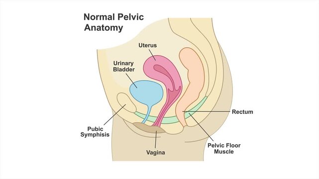 Female pelvic organ anatomy educational illustration showing uterus, urinary bladder, rectum, vagina and pelvic floor muscles. Medical OB-GYN concept, 4K animation, white background.