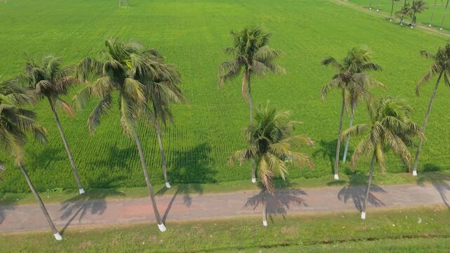 Palm Trees Beside a Winding Rural Road in Bright Green Farmland Under Clear Daylight for Countryside Scenery