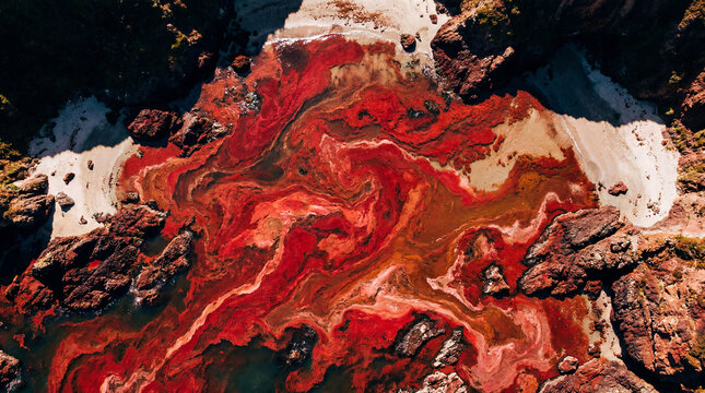 Stunning natural field of bright red algae completely filling a shallow peaceful coastal ocean bay