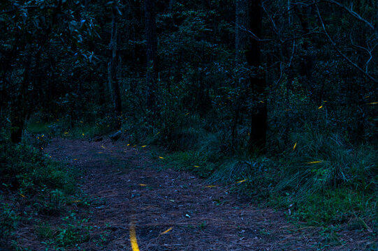 Fireflies in night forest bokeh light long exposure photo