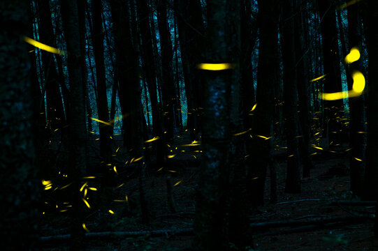 Fireflies in night forest bokeh light long exposure photo