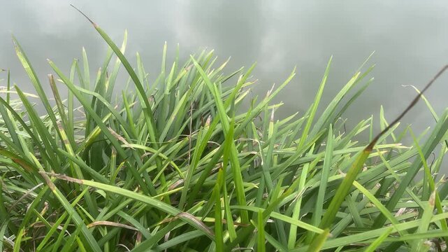 Misty mountain lake surrounded by lush grass and tranquil water, creating a peaceful highland landscape with natural beauty.