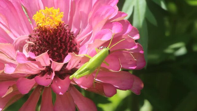 Young Green Grasshopper On Pink Zinnia Flower