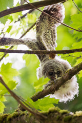 Fototapeta premium baby owl on tree