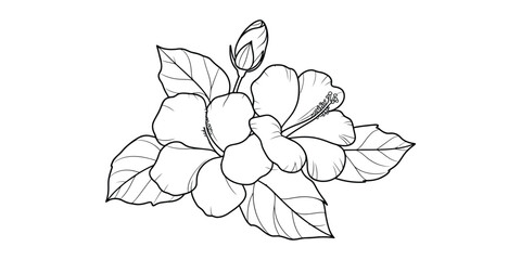 Beautiful hibiscus flower line art drawing © Mr Ishan