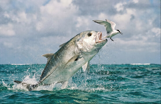 Giant Trevally Jumps to Catch a Bird Mid-Air