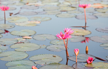 beautiful lotus,  pink Lotus flower and Lotus plant       © nudda