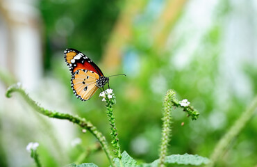  A tropical forest butterfly sitting on the leave Insects in their natural habitat © nudda