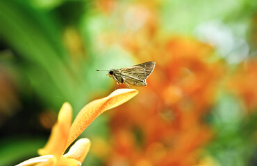  A tropical forest butterfly sitting on the leave Insects in their natural habitat © nudda