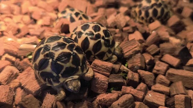 A young leopard tortoise resting on natural wood chip bedding inside a terrarium. Closeup view highlighting the tortoise's distinctive patterned shell and calm behavior in a captive habitat.