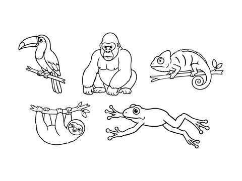 Jungle Animals Outline Collection Toucan, Gorilla, Chameleon, Sloth, Frog