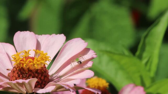 Green Lynx Spider on Pink Zinnia Rural East Texas