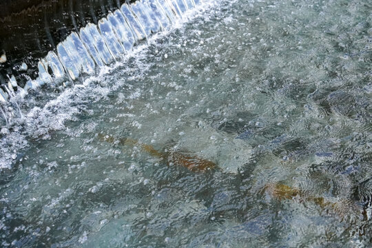 Clear water cascades over fish swimming in a shallow stream