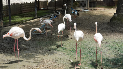 A flock of elegant flamingos with long legs stands in a muddy enclosure © Thanakrit
