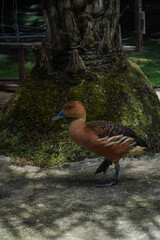 A beautiful ruddy shelduck stands near a moss-covered tree trunk in soft sunlight © Thanakrit