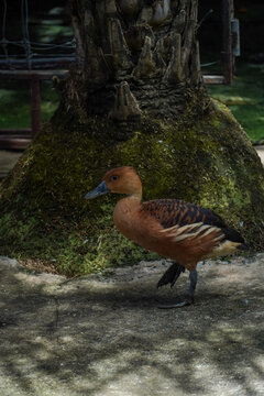 A beautiful ruddy shelduck stands near a moss-covered tree trunk in soft sunlight