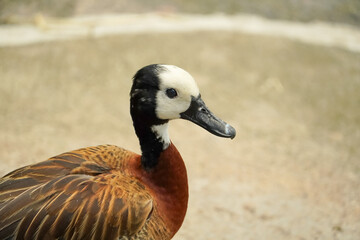 Close-up portrait of a white-faced whistling duck with striking black and white plumage © Thanakrit