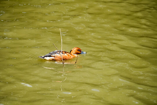 A ruddy shelduck swims in murky green water near a thin reed stalk
