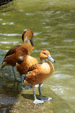 Three ruddy shelducks stand on a wet concrete edge near murky green water