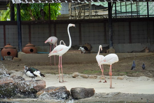 Several elegant flamingos stand tall in their enclosure at a zoo with other birds