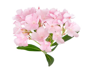 Obraz premium Pink oleander flowers, Nerium oleander, isolated on transparent background with clipping path. Soft pastel floral cluster with green leaves, ideal for decoration, beauty, botanical and design use.