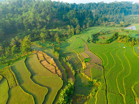 Aerial view of vibrant green rice terraces carved into the hillsides, surrounded by dense tropical forest and palm trees in Selomerto, Central Java, Indonesia.