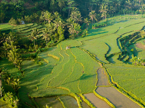 Aerial view of lush green rice terraces surrounded by tropical palm trees and dense vegetation in Selomerto, Central Java, Indonesia.