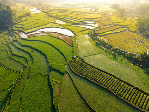 Aerial view of lush green rice terraces in Selomerto, Central Java, Indonesia.