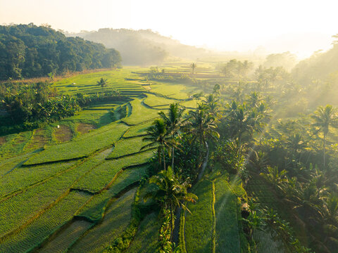 Aerial view of lush green rice terraces surrounded by palm trees and misty hills under soft morning light in Selomerto, Central Java, Indonesia.