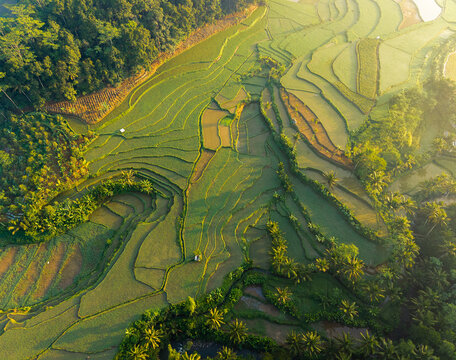 Aerial view of lush green rice terraces with intricate agricultural patterns, surrounding tropical trees, and soft morning light in Selomerto, Central Java, Indonesia.