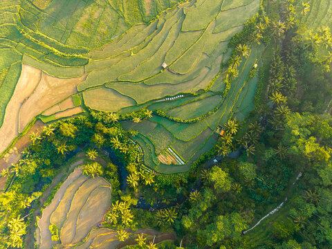 Aerial view of lush green rice terraces carved into the landscape, surrounded by palm trees and a winding river in Selomerto, Central Java, Indonesia.