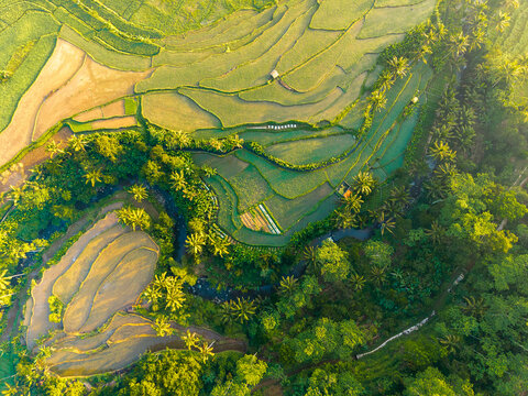 Aerial view of lush green rice terraces with intricate irrigation patterns, palm trees, and a winding stream under warm sunlight in Selomerto, Central Java, Indonesia.