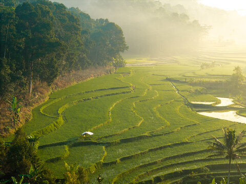 Aerial view of lush green rice terraces surrounded by misty hills and tropical trees in Selomerto, Central Java, Indonesia.