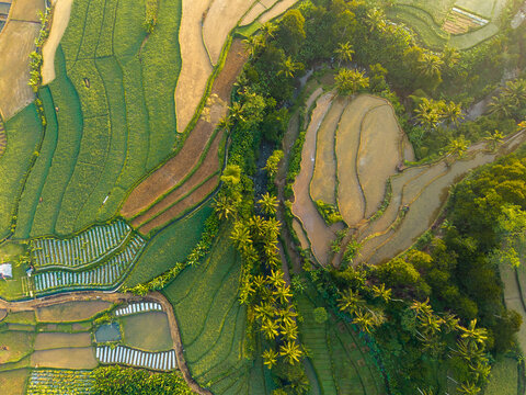 Aerial view of lush green rice terraces and palm trees surrounding a small river in the agricultural landscape of Selomerto, Central Java, Indonesia.