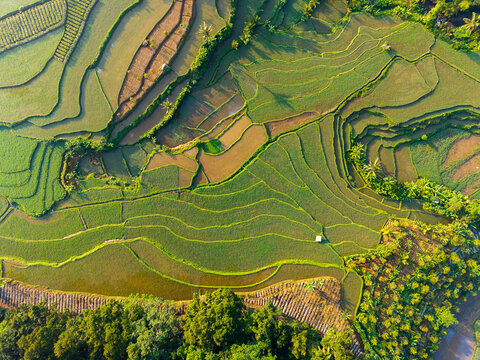 Aerial view of lush green terraced rice fields with intricate patterns and patches of trees in the agricultural landscape of Selomerto, Central Java, Indonesia.